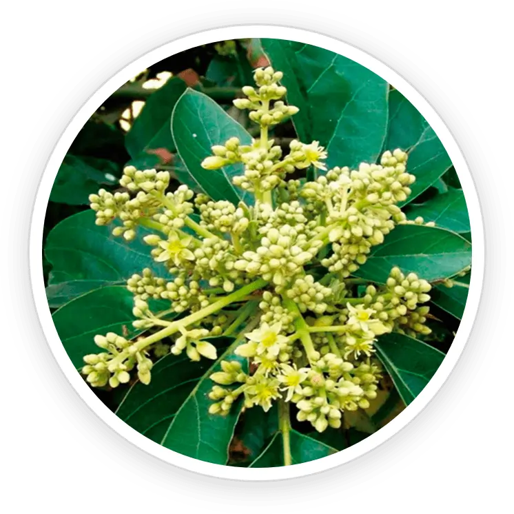 Muira Puama and ViNitrox botanical blend for natural energy