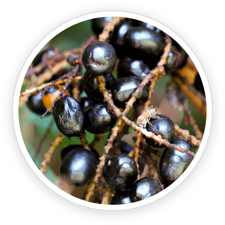 Saw Palmetto berries and Grape seed extract for male vitality